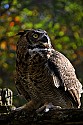 _GOV6830 great horned owl.jpg