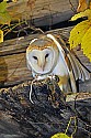 _GOV6840 barn owl with mouse.jpg