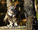 _GOV6862 great horned owl savoring a mouse meal.jpg