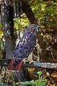 _MG_0224 red-tailed hawk.jpg