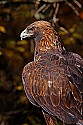_MG_0285 golden eagle.jpg