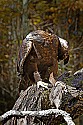 _MG_0310 golden eagle with quail.jpg