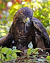 _MG_0788 golden eagle with light snack.jpg