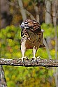 _MG_0866 red-tailed hawk with mouse tail hanging out of his mouth.jpg