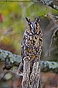 _MG_0910 long eared owl.jpg