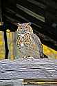 _MG_0245 great horned owl in barn - hoolie.jpg