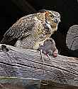 _MG_0314 great horned owl with rat.jpg