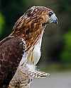 _MG_3042 red-tailed hawk.jpg