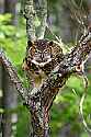 _MG_3905 great horned owl.jpg