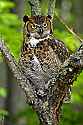 _MG_3912 great horned owl.jpg