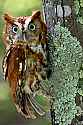 _MG_3981 red phase screech owl.jpg