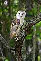 _MG_4013 barn owl.jpg