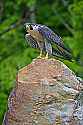 _MG_4131 peregrine falcon.jpg