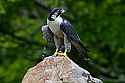 _MG_4153 peregrine falcon.jpg