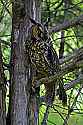 _MG_4294 long eared owl.jpg