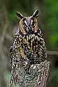 _MG_4317 long-eared owl.jpg