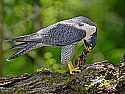 _MG_4395 peregrine falcon eating a cowbird.jpg