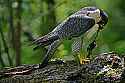 _MG_4409 peregrine falcon with quail.jpg