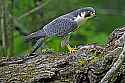 _MG_4478 peregrine falcon eating a cowbird.jpg