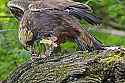 _MG_4651 golden eagle eating a quail.jpg