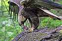 _MG_4662 golden eagle eating a quail.jpg