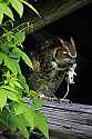 _MG_4942 great horned owl with mouse.jpg
