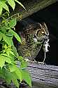 _MG_4943 great horned owl with mouse for web.jpg