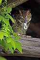 _MG_4955 great horned owl with mouse.jpg