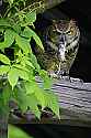 _MG_4964 great horned owl with mouse.jpg