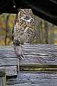 _MG_6244 great horned owl with rat.jpg
