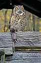 _MG_6246 great horned owl with rat.jpg