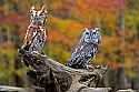 _MG_9159 red phase and gray phase screech owls.jpg