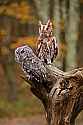 _MG_9174 gray and red phase screech owls.jpg
