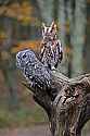 _MG_9174 red phase and gray phase screech owls.jpg