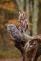 _MG_9181 gray and red phase screech owl.jpg