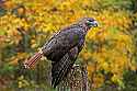 _MG_9202 red-tailed hawk.jpg