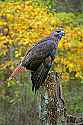 _MG_9211 red-tailed hawk.jpg