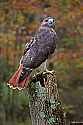 _MG_9246 red-tailed hawk.jpg