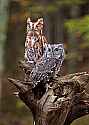 _MG_9287 red and gray phase screech owls.jpg