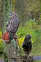 _MG_9346 red-tailed hawks - normal and harlan phase.jpg