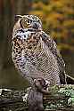 _MG_9502 great horned owl with rat.jpg