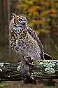 _MG_9511 great horned owl with rat.jpg