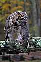 _MG_9532 great horned owl with rat.jpg