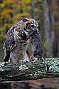 _MG_9543 great horned owl and rat.jpg