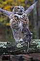 _MG_9551 great horned owl and rat.jpg