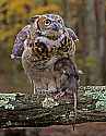 _MG_9554 great horned owl and rat.jpg