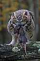 _MG_9581 great horned owl with rat.jpg