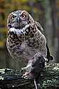 _MG_9589 great horned owl with rat.jpg