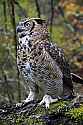 _MG_9746 great horned owl - hoolie.jpg