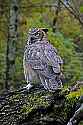 _MG_9748 great horned owl - hoolie.jpg